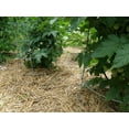 thumbnail image 2 of Premium 100% Natural Straw for Animal Bedding, Garden Mulch, Compost & Fertilizer, and Grass Cover (Compressed Bale), 2 of 6