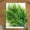 AA, variant on 1Pcs Artificial Grass Plants Outdoor, Uv Resistant Bulk Fake Faux Bushes Flowers Mums Outside Faux Plastic Greenery Shrubs Arrangement for Home Garden Backyard Window Box Hanging Basket(AA)