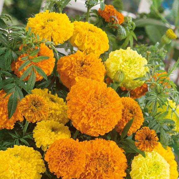 Eden Brothers African Marigold Seeds - Sugar & Spice Mix