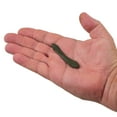 thumbnail image 3 of Gulp!® Leech, 3 of 4