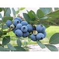 thumbnail image 4 of JYLP 50 Lb 90% Sulfur Granular Soil Acidifier, Controlled Release Soil pH Reducer for Blueberry Bushes & Organic Gardening, 4 of 5