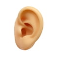 thumbnail image 3 of Modelo de oreja de silicona Artificial falso flexible para pendientes Simulación de exhibición para exhibición de fotografía Show Tool de enseñanza Oreja derecha, 3 of 8