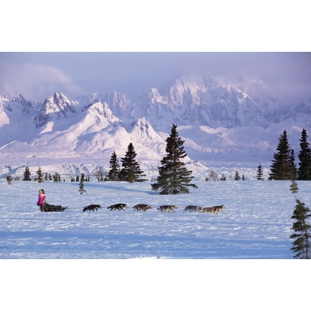 During Spring Training - DeeDee Jonrowe mushes her dog team during a spring training run at dawn with Mt Mckinley and the Alaska Range in the background Denali State park Southcentral Alaska Stretched Canvas - Jeff Schultz