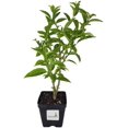 thumbnail image 2 of Jasmine Night Blooming Cestrum nocturnum 4 Inch Pot, 2 of 6