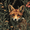 Fox, variant on Mysterious Ancient Castle Waterfall Canvas Print Home Wall Art