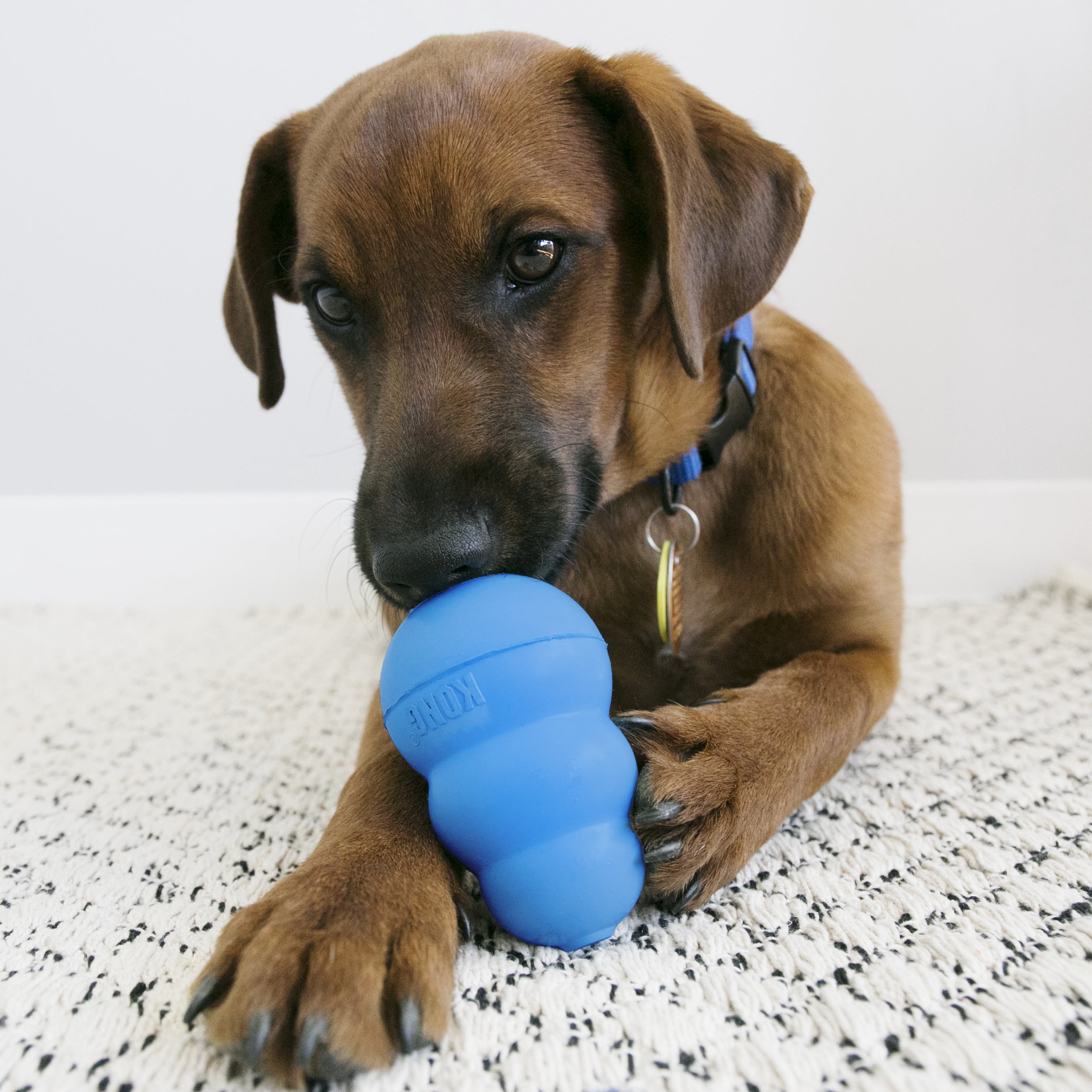 KONG Classic Rubber Puppy Dog Toy for Beginner Chewers, Blu
