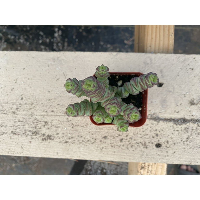 Jade necklace deals vine