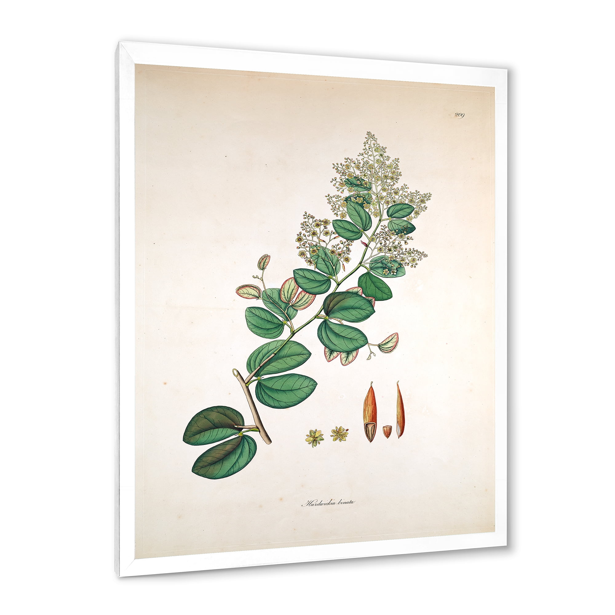 Designart 'Ancient Botanicals XIII' Farmhouse Framed Art Print