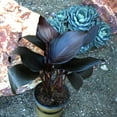 thumbnail image 5 of Altman Plants Black Tropicanna Canna Lily | Flowering Perennial Plant | 4qt. Grow Pot; Full Sun, 5 of 9