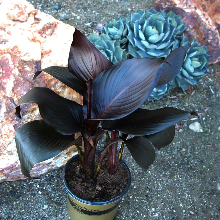 laurel planter Kate and Laurel Paynter Metal 2-Piece Floor Planter Set