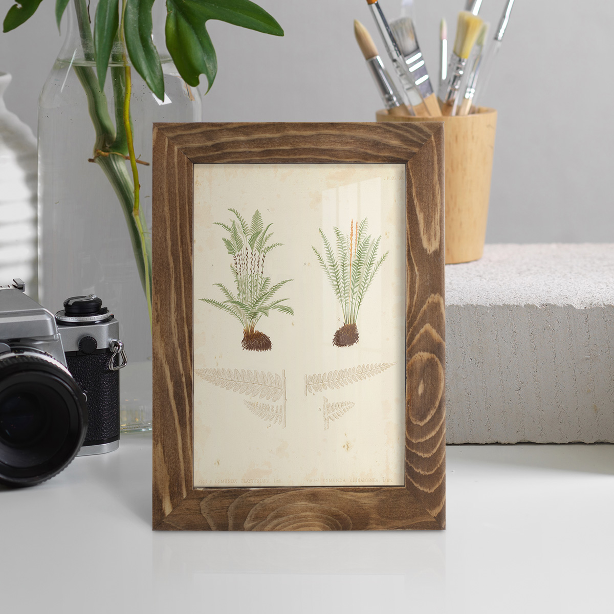 Fern Study III -Framed Print w/glass-Walnut