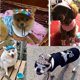 thumbnail image 3 of 1 pieza (s, rayas de lona) Sombrero para el sol ajustable para perros - Gorra de béisbol con orificios para las orejas - Visera de verano para mascotas - Para deportes al aire libre, 3 of 5