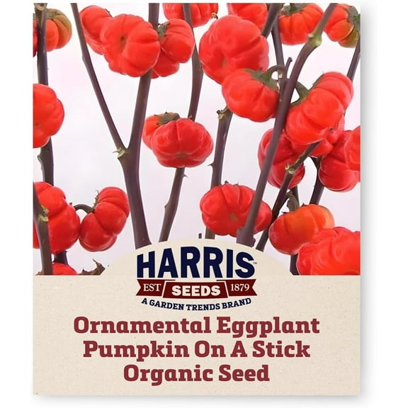 Harris Seeds - Organic Pumpkin-on-a-Stick Ornamental EggPlant Seeds - 50 Seeds