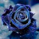 thumbnail image 2 of Cuadros Decorativos Diamante pintura 5D azul hechicera DIY completo redondo taladro mosaico imagen manualidades DQrwqpou Nuevos Originales, 2 of 9