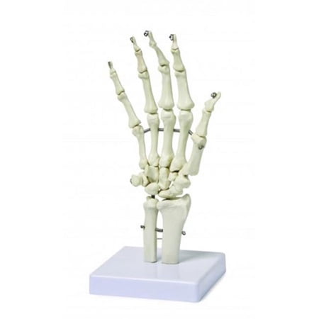 Vision Scientific Hand Bone Model price history on PriceWatchPro