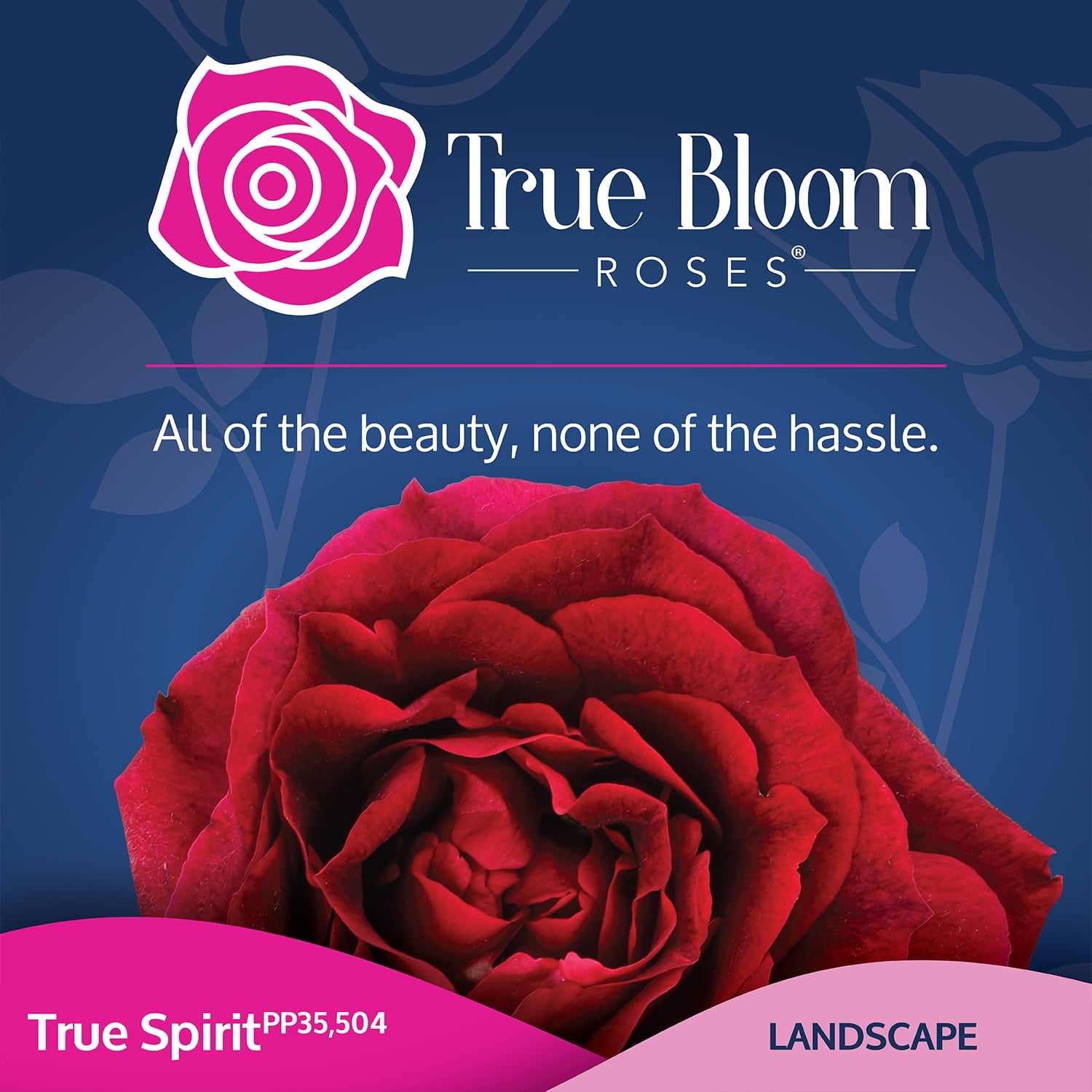 True Bloom 'True Spirit' PP28929 Red Rose Bush Plant, Red Roses, 8Qt. Pot, Full Sun, Live Plant