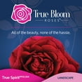 thumbnail image 5 of True Bloom by Altman Plants 'True Spirit' PP28929, Red Rose Bush, 8qt. Pot, Live Roses, Full Sun, 5 of 13