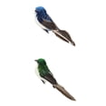 thumbnail image 1 of 2 Piezas Faux Sparrow Bird Clip Spadger Bird shamjiam Escultura de pájaro, 1 of 8