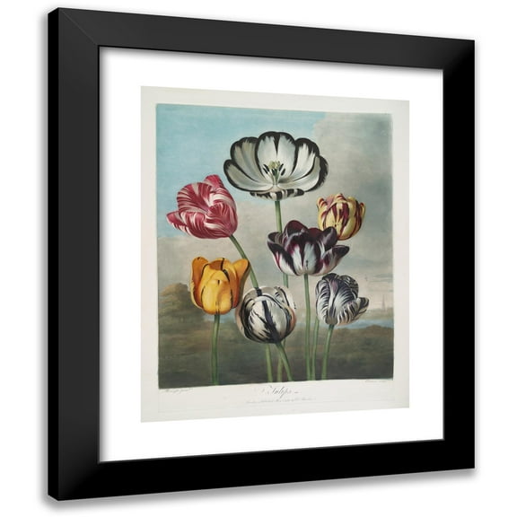 Robert John Thornton 12x14 Black Modern Framed Museum Art Print Titled - A Group of Tulips. (1799-1807)