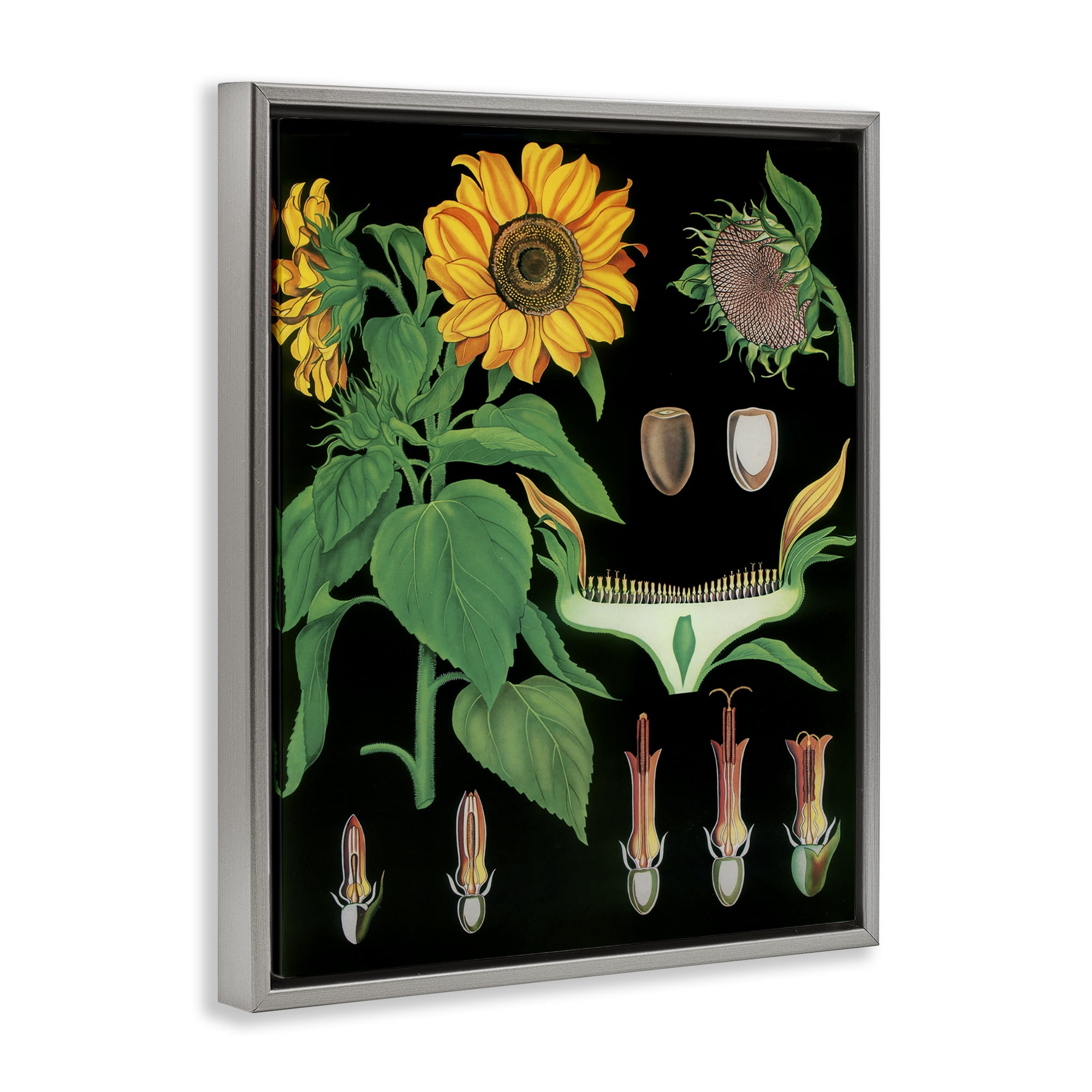 Stupell Industries Sunflower Bulb Illustrations Gray Framed Floater Canvas Wall Art, design by Vintage Hustle