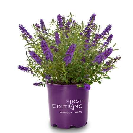 First Editions Buddleia Psychedelic Sky Live Shrub in 2-Gallon Grower Pot