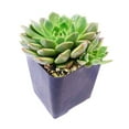thumbnail image 3 of Graptoveria Olivia (2"+ Clay Pot) - Tiny, Lovely, Easy to Care Succulent for Beginners - Live Succulent for Home Office, 3 of 6