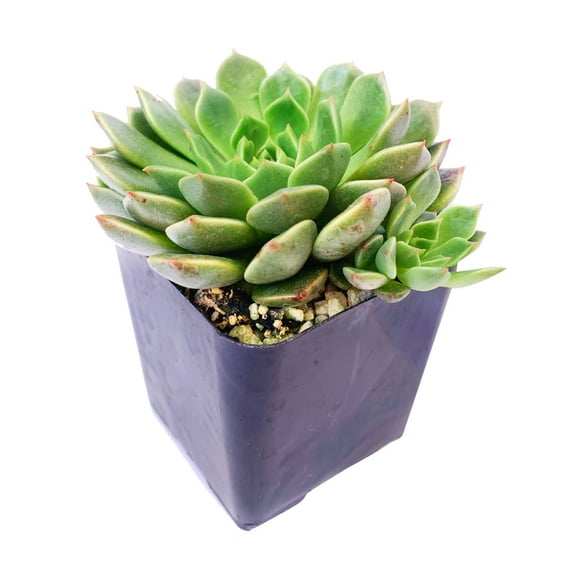 Graptoveria Olivia (2"  Plastic Pot) - Tiny, Lovely, Easy to Care Succulent for Beginners - Live Succulent for Home Office