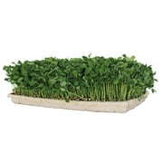 Pro Micro Jute Microgreens Grow Mats by Handy Pantry - 10x10 Inches For 1010 Growing Trays - Pack of 50 Pads - Hydroponic Grow Media For Micro Greens & Wheatgrass