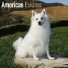 American Eskimo Calendar 2018 - Dog Breed Calendar - Wall Calendar 2017-2018