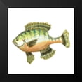 thumbnail image 2 of Novak, Rick 12x12 Black Modern Framed Museum Art Print Titled - Illustrated Bluegill, 2 of 5