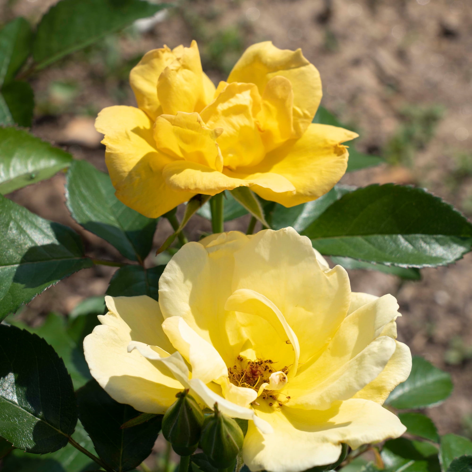 The Knock Out® Family of Roses 'The Easy Bee-zy Knock Out® Rose' Live Shrub in 1-Gallon Grower Pot