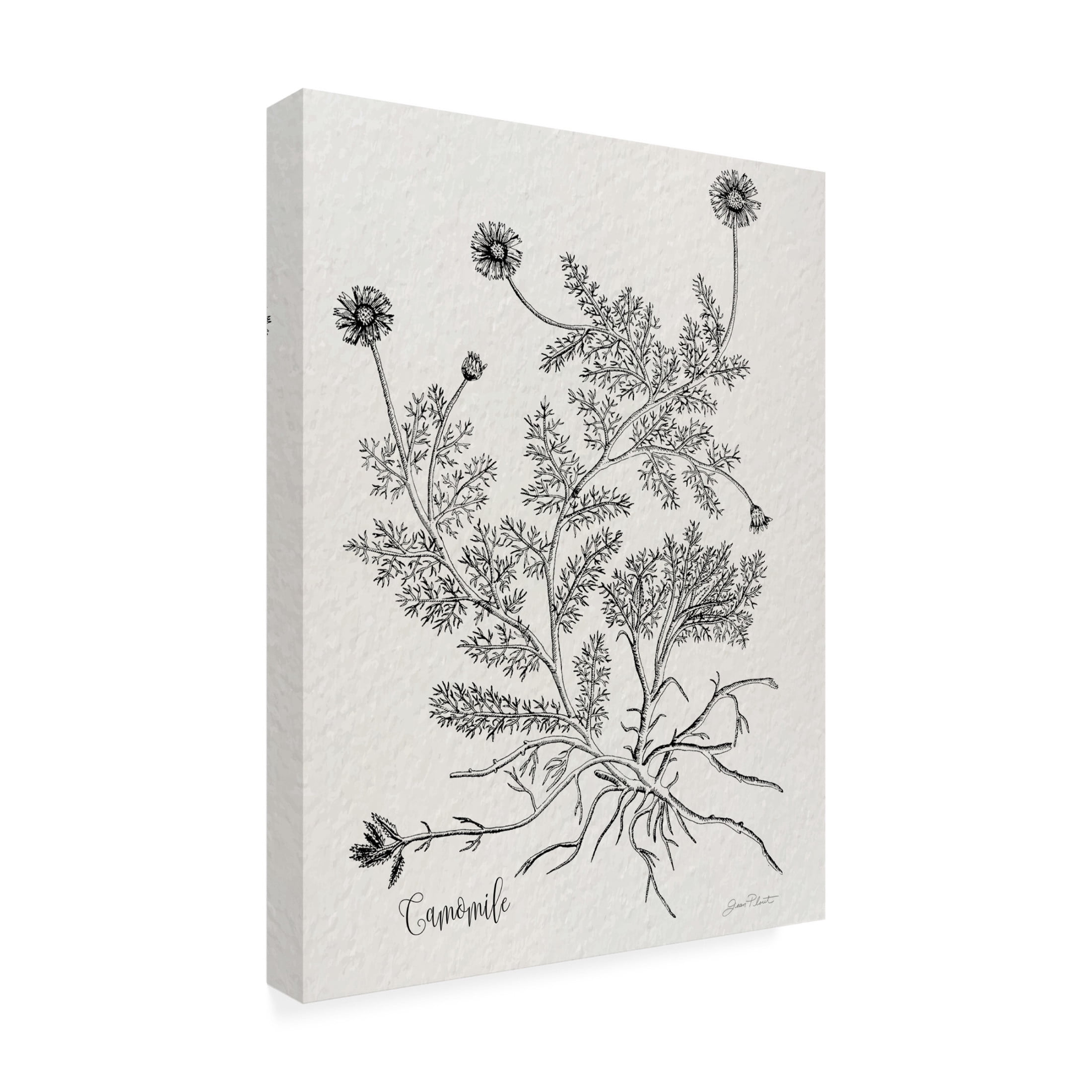 Canvas Wall Art - Jean Plout 'Botanical Studies on Paper C' Wall Art for Living Room, Bedroom, or Office Décor by Trademark Fine Art - 24 x 32 Inches