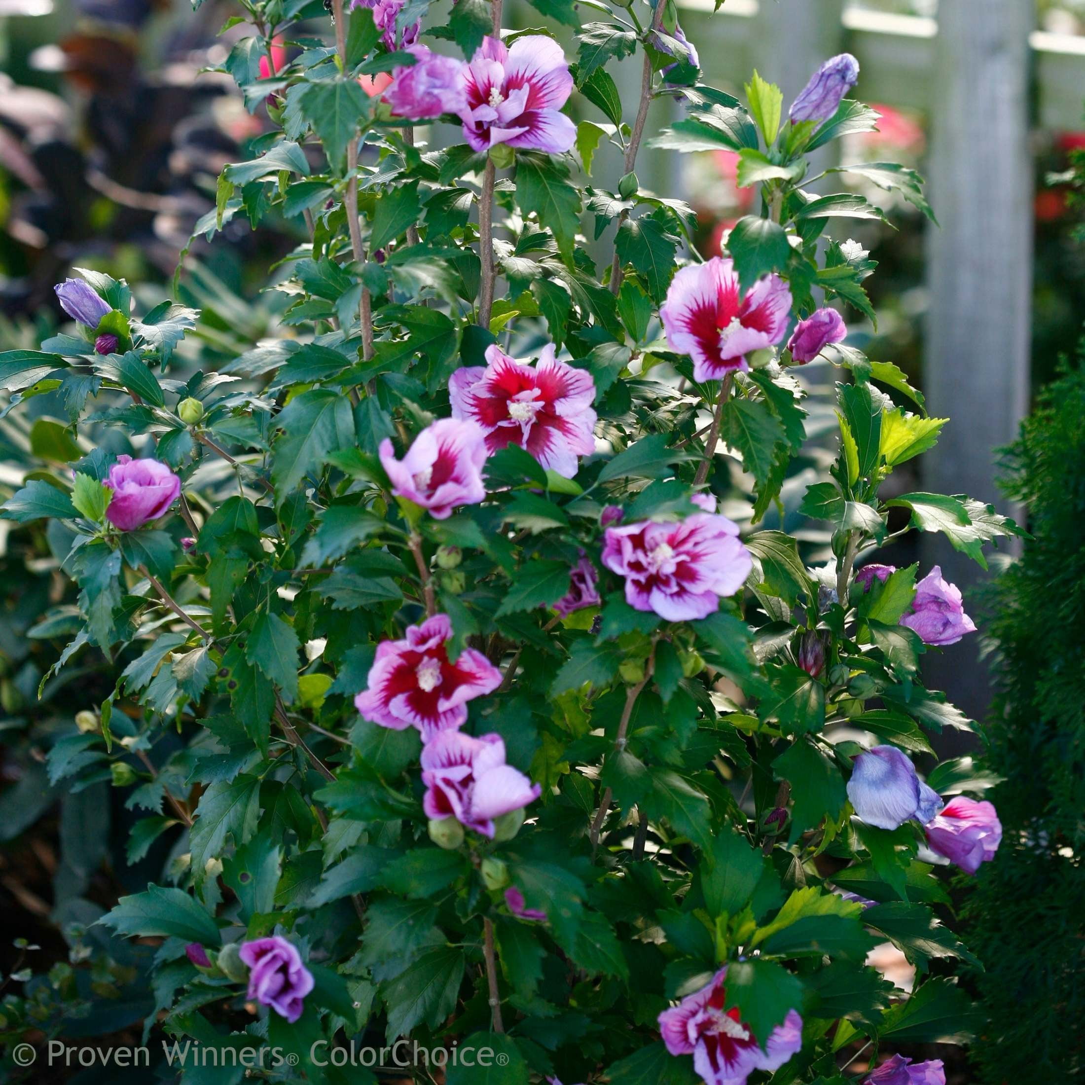 Proven Winners ColorChoice 6" Purple Pillar Rose of Sharon Live Plant in 7.5" Pot