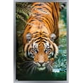 thumbnail image 1 of Tigre - Eau, 1 of 4