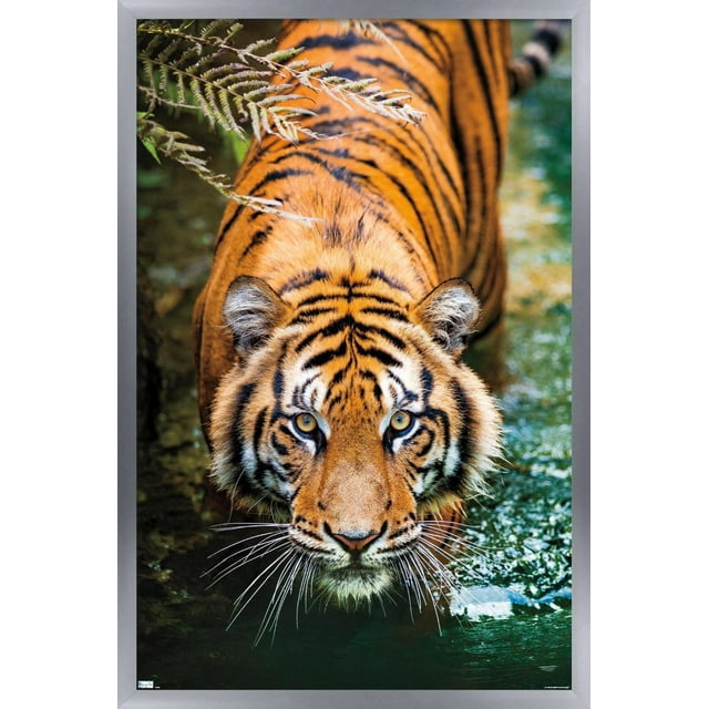 Tigre - Eau