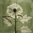 thumbnail image 3 of Koetsier, Albert 15x15 Black Modern Framed Museum Art Print Titled - Chrysanthemum, 3 of 5