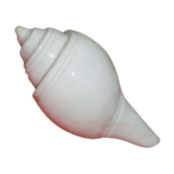  Puja Jal Shankh | Original Conch Shell, Pooja Jal Shankha | 3.5 inches (Pack of 1) By Indian Collectible