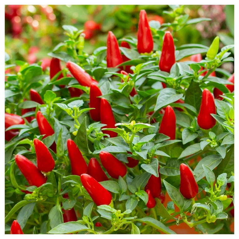 Farms 1/4 lb Small Red Chili Hot Pepper Seeds - Gold Vault Bulk Seed Packet - Walmart.com