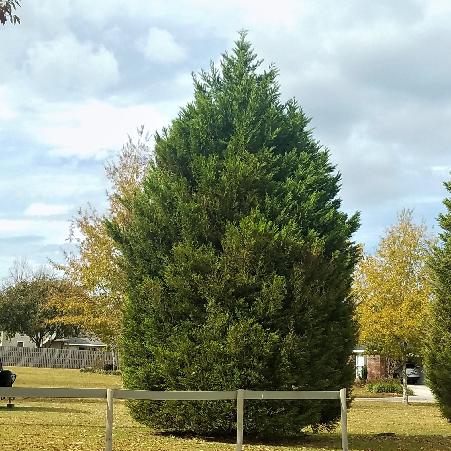 Expert Gardener Leyland Cypress (2.5 Quart) Fast Growing Evergreen Tree - Full Sun Live Outdoor Plant