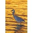 thumbnail image 2 of Morris, Arthur 17x24 Gold Ornate Wood Framed with Double Matting Museum Art Print Titled - FL, Fort De Soto Park Great blue heron at sunset, 2 of 4