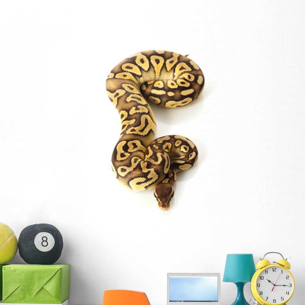 Pastave Ball Python Wall Decal by Wallmonkeys Peel and Stick Graphic ...