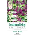 thumbnail image 3 of Southern Living Saucy Wine Salvia Live Shrub in 2.5-Quart Grower Pot, 3 of 5