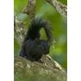 thumbnail image 2 of Welling, Dave 23x32 Gold Ornate Wood Framed with Double Matting Museum Art Print Titled - Mexico, Tamaulipas Curious red-bellied squirrel, 2 of 4