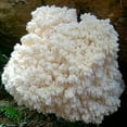 thumbnail image 2 of Gourmet and Medicinal Mushroom Cultures (Bear's Head Mushroom (Hericium abietis)), 2 of 3