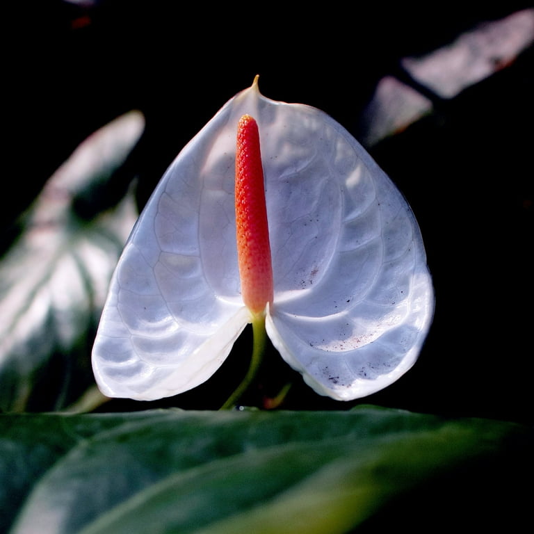 6 in. Anthurium White Heart Plant in Grower Container - Walmart.com