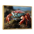 thumbnail image 2 of Designart "Scavenging Coastal Crab" Animals Floater Framed Wall Decor, 2 of 7