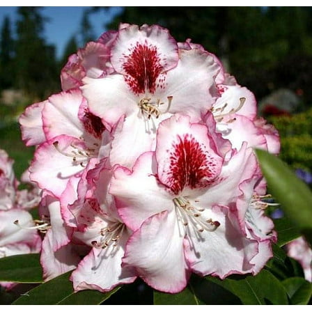 Cherry Cheesecake Rhododendron - Evergreen - 4" Pot