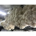 thumbnail image 5 of Mushroom Media Online 100% Soy Hull Mushroom Pellets - Growth Substrate; 20lbs, 5 of 8