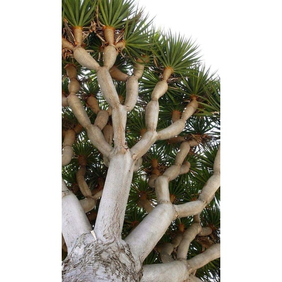 Dragon Blood Bonsai Tree Seeds to Grow - 6 Seeds - Dracaena Draco Seeds for Planting - Exotic Tree Seeds - Indoor Bonsai Tree