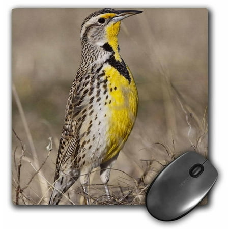 3dRose Western Meadowlark bird, Oklahoma - US37 LDI0029 - Larry Ditto, Mouse Pad, 8 by 8 inches